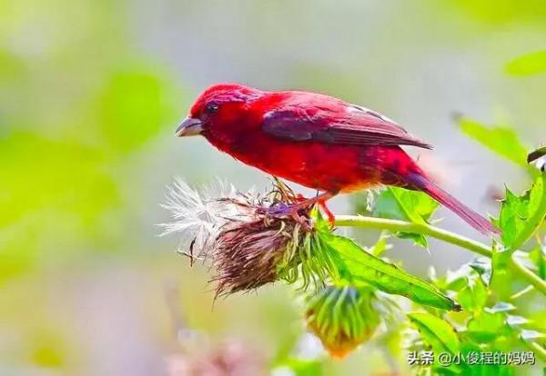 極品紅色鳥&mdash;&mdash;酒紅朱雀