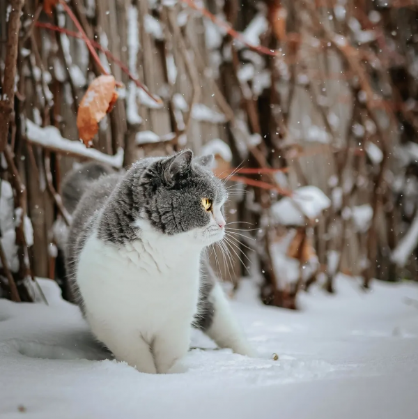 小貓咪會不會怕踩疼了雪呢? 小貓咪會不會怕踩疼了雪呢?