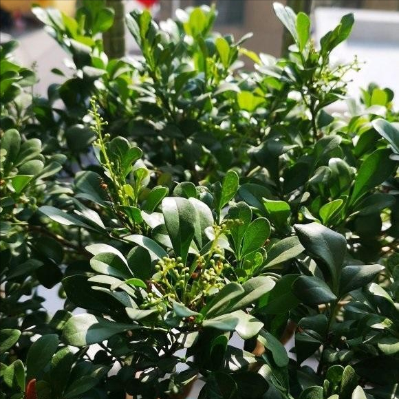 5種“漂亮花”特怕冷，低溫下澆水？凍死一片，現在保溫才關鍵