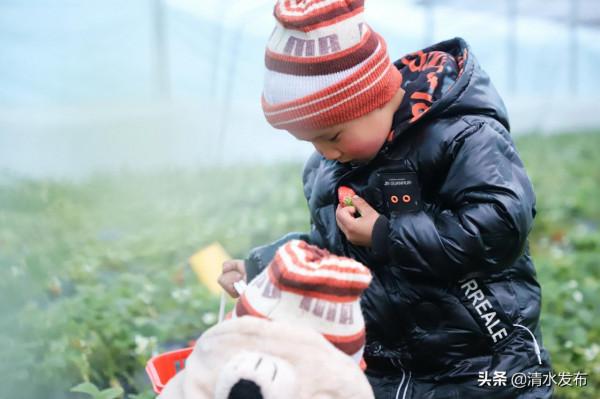 【組圖】草莓：紅果綠葉香滿園