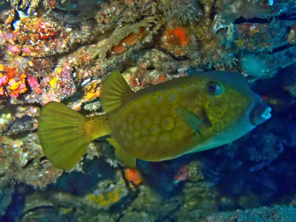 海生物256：金木瓜（青少年）