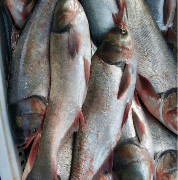 鰱魚的“尷尬”：食性廣、產量量也不低，為何野生的卻難見蹤影？