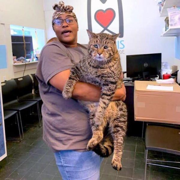 狸花貓長到了22斤後，被拋棄在收容所，網友：真不配當主人