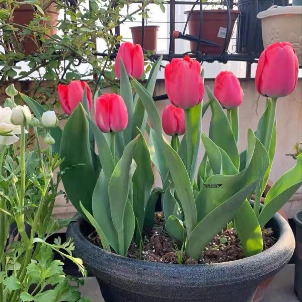 臥室養花“講究大”,4種“漂亮花”對身體傷害大,儘早搬出去 臥室養花“講究大”,4種“漂亮花”對身體傷害大,儘早搬出去