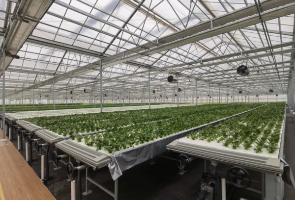 長在床上的蔬菜長啥樣?通州藏著個神奇植物工場,京東全資打造 長在床上的蔬菜長啥樣?通州藏著個神奇植物工場,京東全資打造