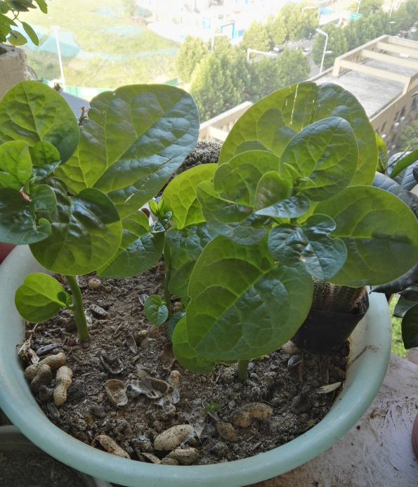 家裡的小陽臺別養花，幾個花盆種點菜，秋天就能吃