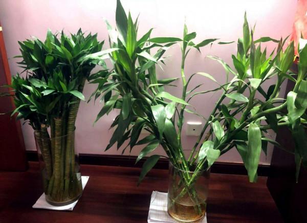 公認的12種吉祥花，適合10月養，一帆風順，紅紅火火，又美又實用