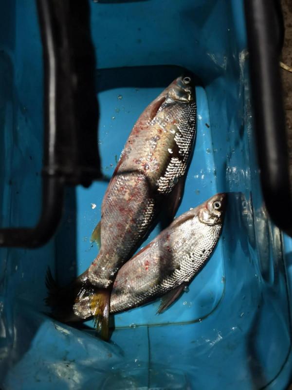 2022年2月4日至此時釣生最大黃尾，黃尾不怕你大嘴也只有一點點大