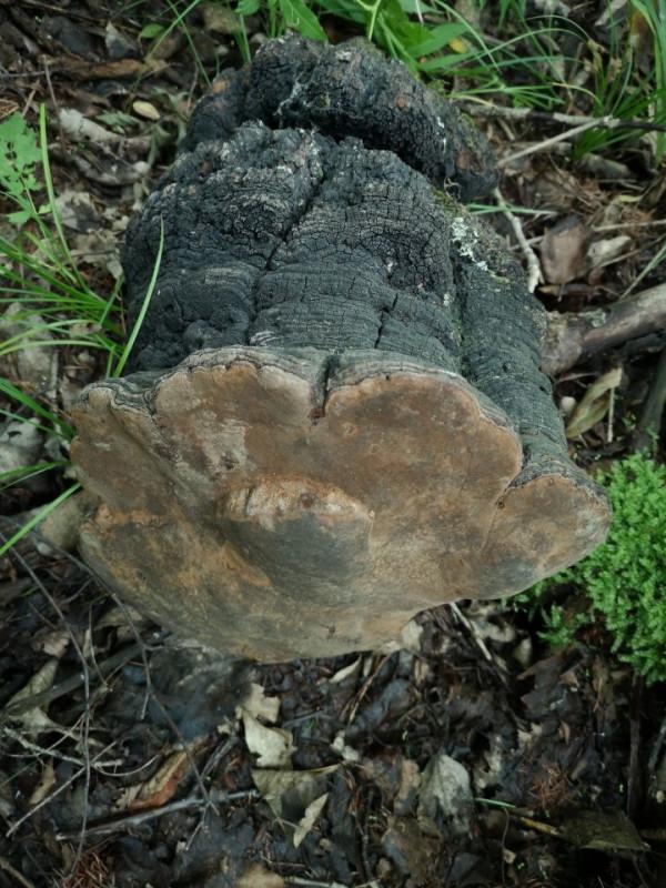 野生靈芝的辨別標準可信嗎？