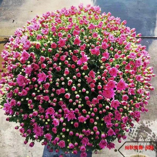 5種球菊,開花易爆盆,堪稱開花機器 5種球菊,開花易爆盆,堪稱開花機器