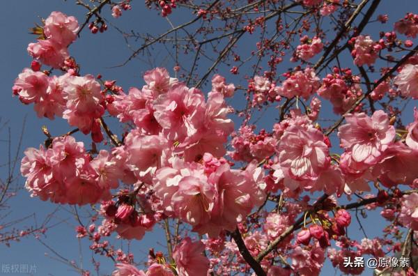 純潔、決絕，櫻花之關山櫻