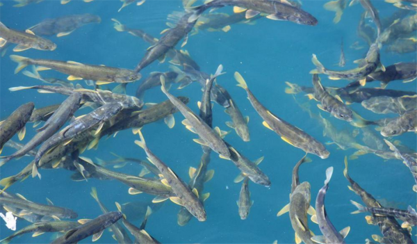 西藏羊湖8億公斤魚類氾濫成災,隨手就能撈到,為何無人敢吃? 西藏羊湖8億公斤魚類氾濫成災,隨手就能撈到,為何無人敢吃?