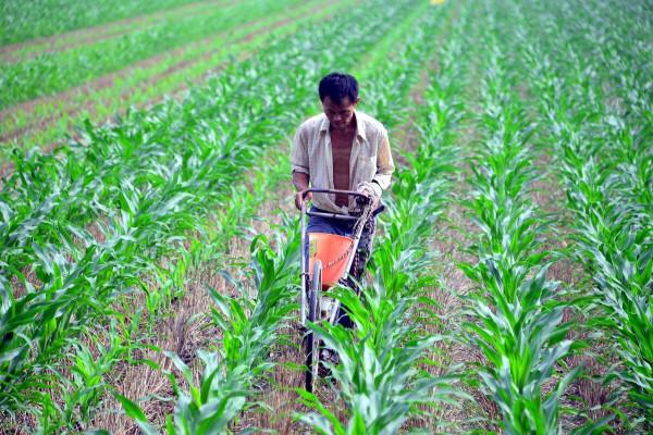 玉米不適合什麼肥料?一不小心用錯了,就會造成重大損失 玉米不適合什麼肥料?一不小心用錯了,就會造成重大損失