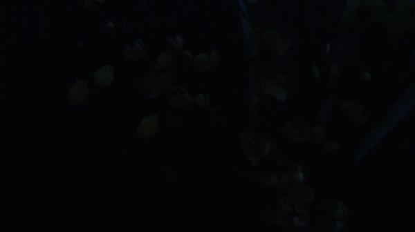 傲雷指揮家3龍鳳限量版,醉人國風美豔絕倫 傲雷指揮家3龍鳳限量版,醉人國風美豔絕倫