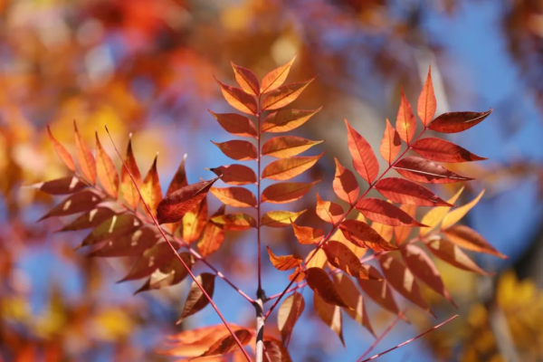 美成故事！這條路用紅、黃、藍三色驚豔了冬日時光