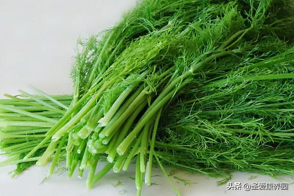 時常犯胃病？醫生勸你多吃點這種菜