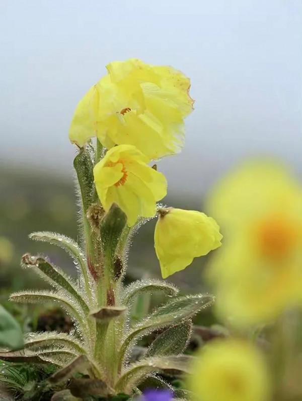 黃花綠絨篙,耐寒耐乾旱的高山植物,很有風骨 黃花綠絨篙,耐寒耐乾旱的高山植物,很有風骨