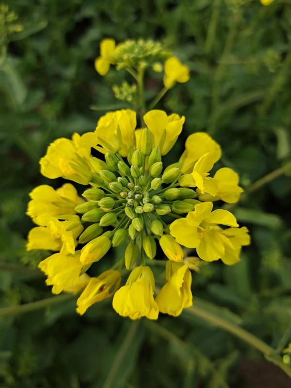 維沃x系列拍照還是不錯的 維沃x系列拍照還是不錯的