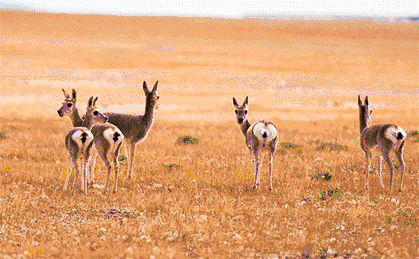 西藏，雪域高原