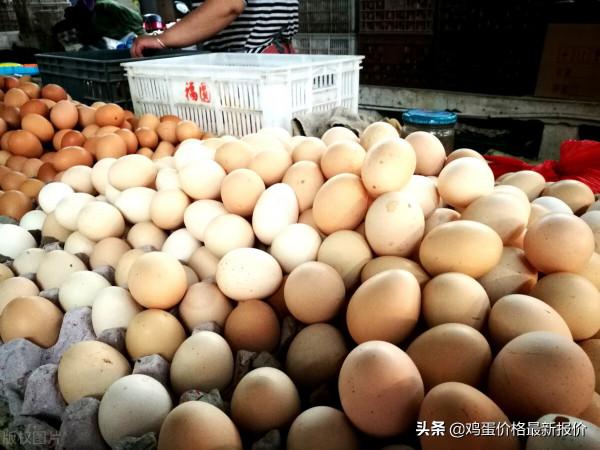 今日雞蛋價格下跌!2021年11月12日雞蛋價格行情參考 今日雞蛋價格下跌!2021年11月12日雞蛋價格行情參考
