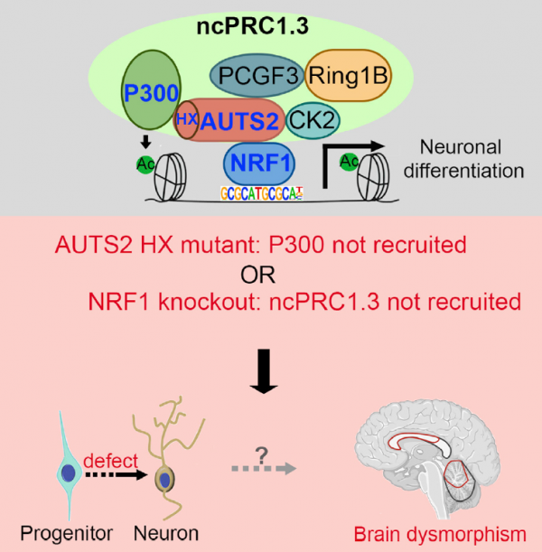 柳三雄等揭示非經典PRC1啟用轉錄並參與大腦發育的機制