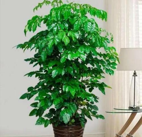 客廳種什麼花最好