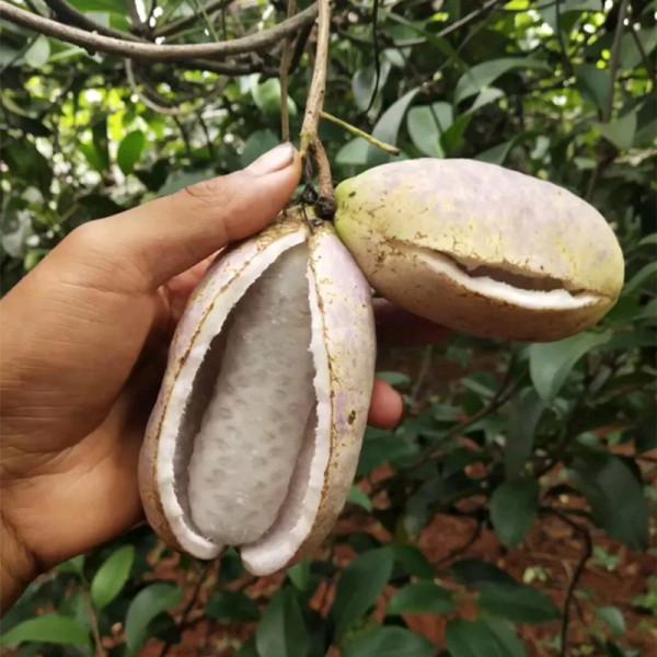 20種美味的野果子,你還記得幾種?一起來認識下,漲知識不吃虧 20種美味的野果子,你還記得幾種?一起來認識下,漲知識不吃虧