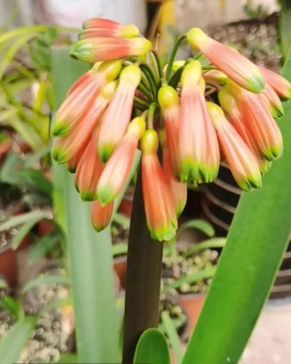 貴族君子蘭&mdash;&mdash;毛蘭