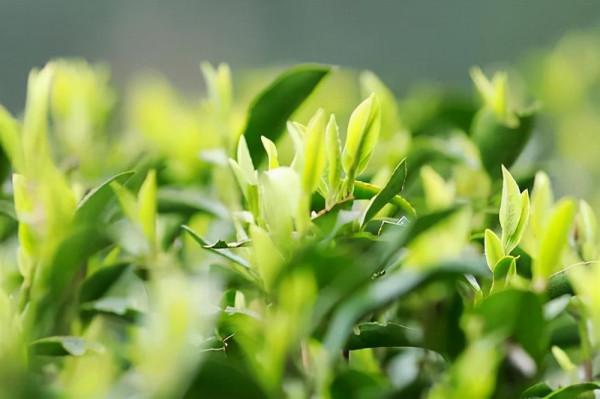 西湖龍井的那些小秘密