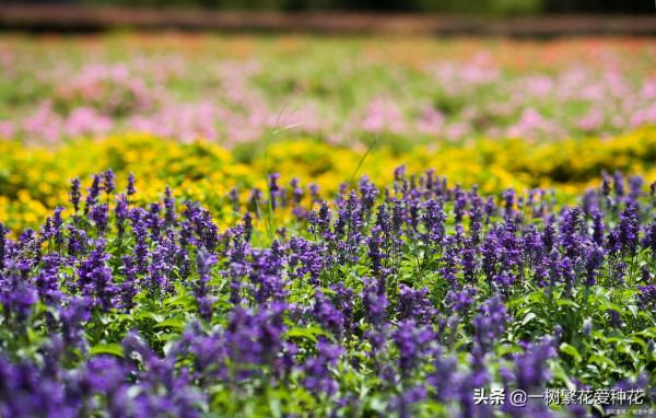 一年四季種啥花，推薦這56種花，詳細特點，讓你買到更適合自己的