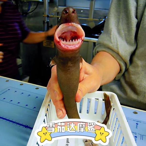 它們有個綽號——恐怖咬鯨怪