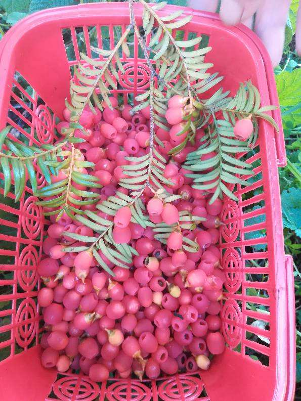 跟風買的“網紅花”，本以為交了智商稅，實際越養越上癮