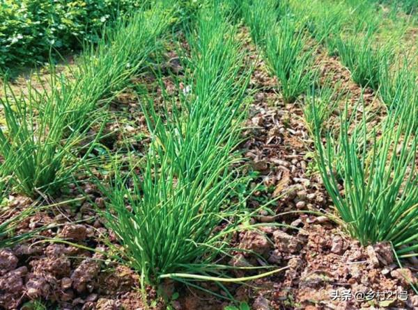 過幾天就到中秋節了，抓緊種植這種蔬菜，附上高產技巧
