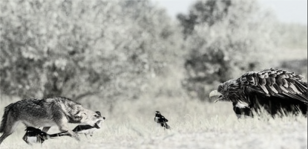 母狼卓瑪：孤狼獨自養育幼崽，卻遭金雕襲殺，母狼潛伏數月終復仇