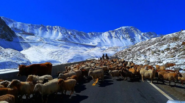 真正的新疆人給你獨庫公路「最全攻略」!純玩!不交智商稅 真正的新疆人給你獨庫公路「最全攻略」!純玩!不交智商稅