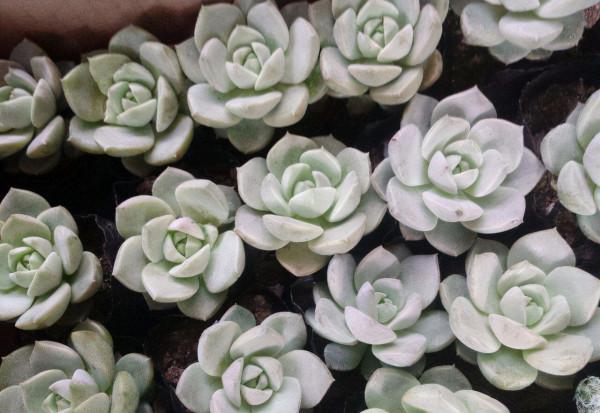 10元錢就能“買齊”的4款多肉，葉片像蓮花，皮實好養，適合新手