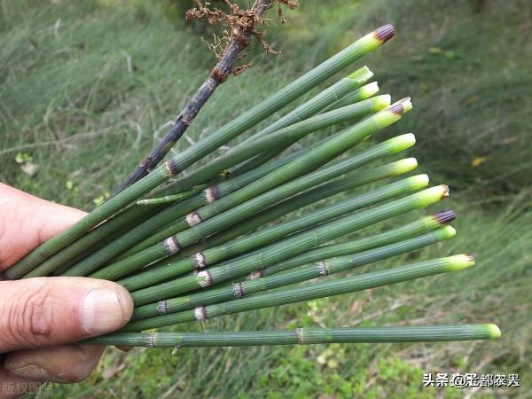 農村到處都是的“節節草”,沒想到還有這麼多的用途,瞭解一下吧 農村到處都是的“節節草”,沒想到還有這麼多的用途,瞭解一下吧