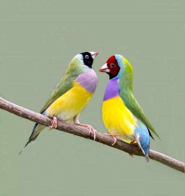 分享一組美麗的七彩文鳥