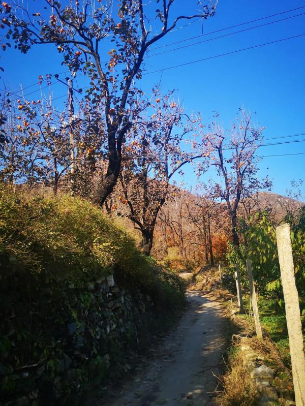 再到神星鎮柿子溝 再到神星鎮柿子溝