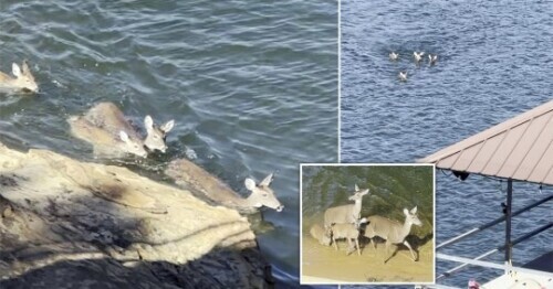 夢幻時刻：遊客意外拍到鹿群在湖中暢遊