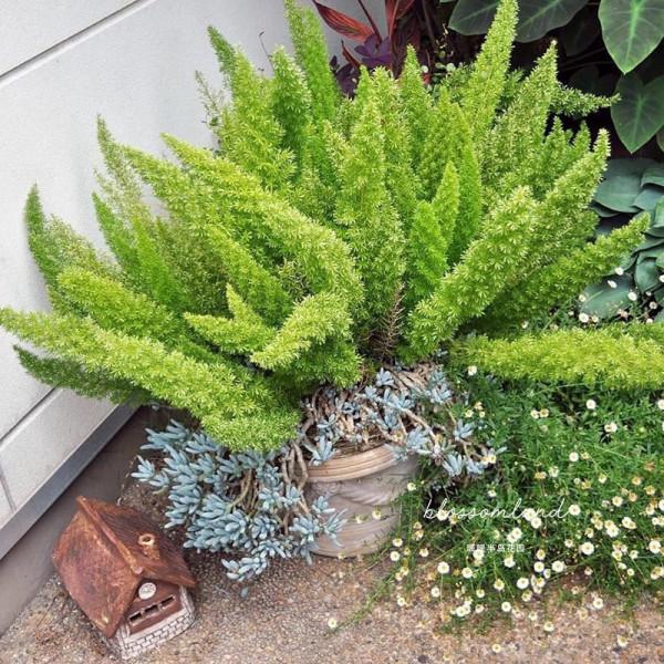 38種超級耐陰的花,沒光也能養爆盆,養在陽臺客廳超有範兒 38種超級耐陰的花,沒光也能養爆盆,養在陽臺客廳超有範兒