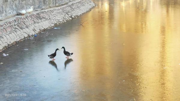 冬日結冰的湖面，兩隻在湖裡生存了五年的鴨卻無水可遊