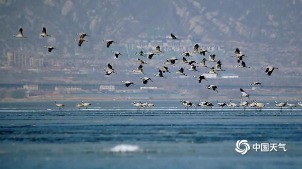 北京延慶:數千只灰鶴翩翩起舞 形成一道亮麗風景線 北京延慶:數千只灰鶴翩翩起舞 形成一道亮麗風景線