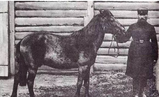 已經滅絕動物的最後影像與時間整理記錄片 已經滅絕動物的最後影像與時間整理記錄片