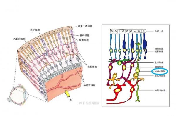 真假難辨的“神經再生”,科學爭議該如何解決? 真假難辨的“神經再生”,科學爭議該如何解決?