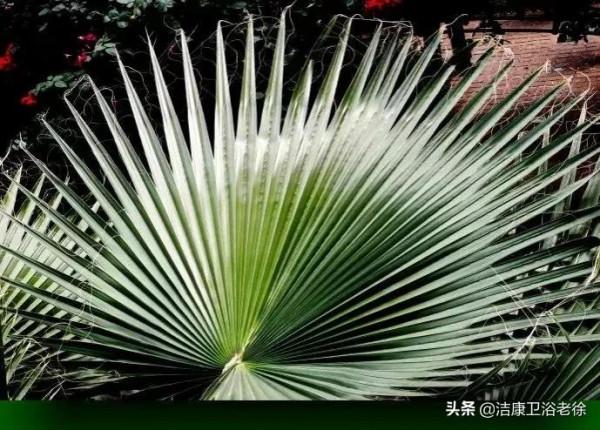 請欣賞美麗的奇美花草