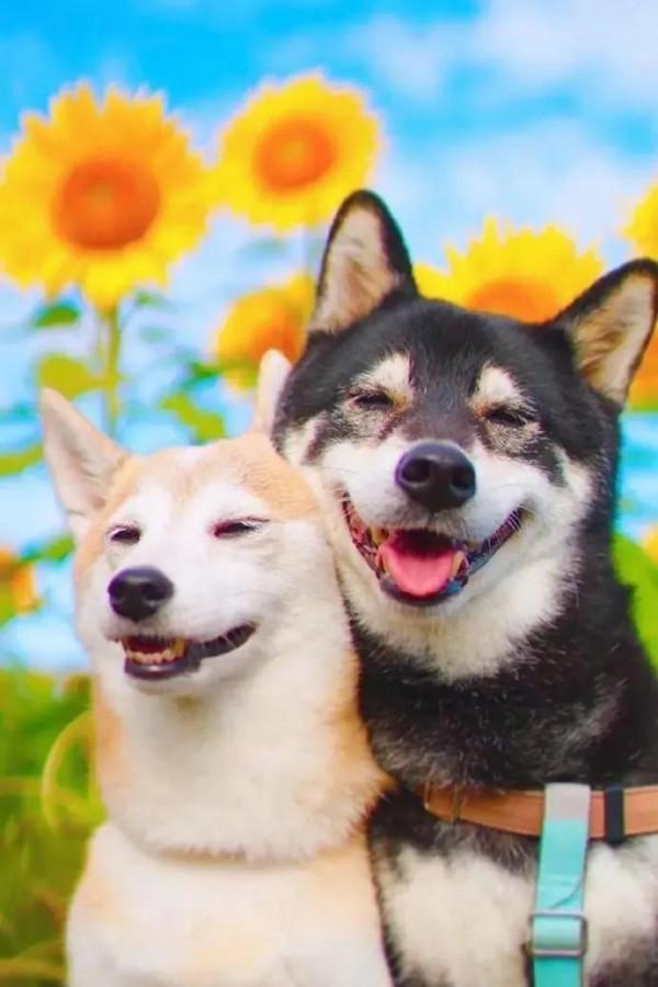 誰能拒絕這麼可愛的狗狗呢 誰能拒絕這麼可愛的狗狗呢