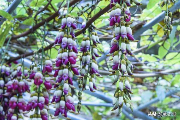 高州仙人洞景區禾雀花開啦!一年春景莫錯過,醉是花開好看時 高州仙人洞景區禾雀花開啦!一年春景莫錯過,醉是花開好看時