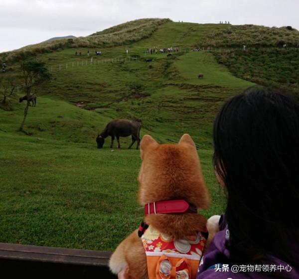 他將柴犬帶回家遭老婆威脅離婚，幾年後她的臉腫成“豬頭”