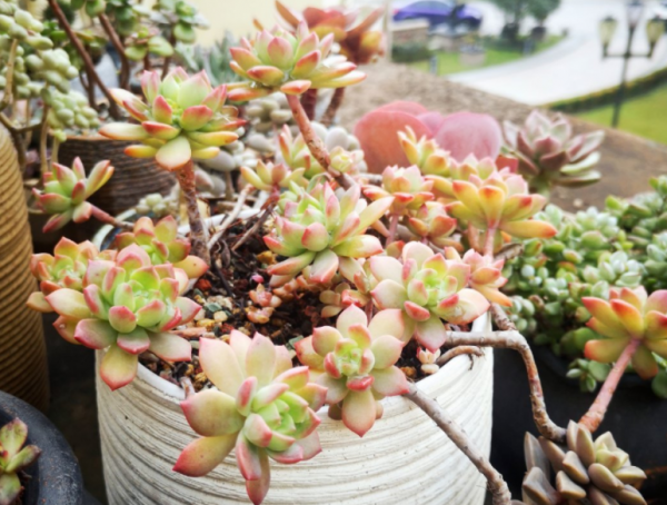 冬季養多肉,“最佳化”這4個細節,盆栽才不會出問題 冬季養多肉,“最佳化”這4個細節,盆栽才不會出問題